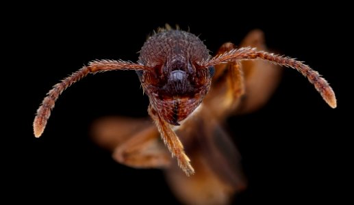 Miscellaneous ant, face, MAGLEV 2020-08-12-18.37.05 ZS PMax UDR