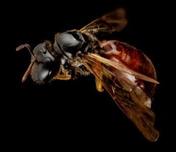 Exoneura species, f, australia, back 2014-11-01-21.46.18 ZS PMax photo