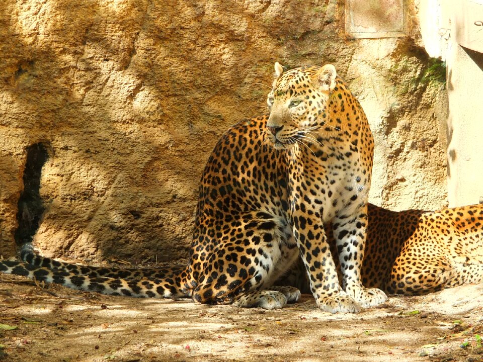 Panther of sri lanka panther panther ceylan
