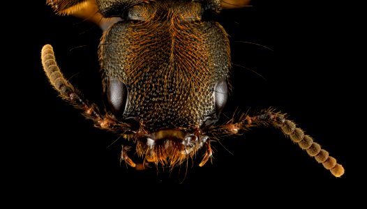 Rove Beetle, u, Face2, DC 2014-04-24-20.26.32 ZS PMax