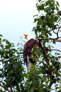 Wildlife of Kodiak Refuge
