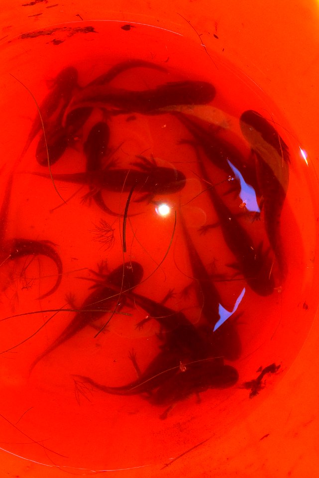 California tiger salamander larvae