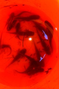 California tiger salamander larvae