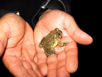 Arroyo toad photo
