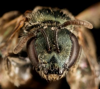Lasioglossum occidentale, F, Face, WY, Lincoln County 2015-07-07-13.42.10 ZS PMax UDR