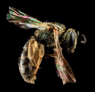 Lasioglossum gotham, F, Side, MD, Cecil County 2013-07-10-17.01.30 ZS PMax