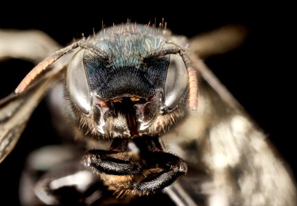 Osmia albolateralis, F, Park Co., Wyoming, face 2015-11-20-19.12