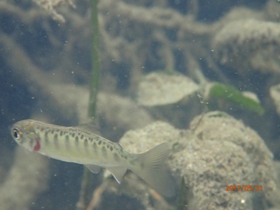Juvenile Chinook salmon in clear creek 1