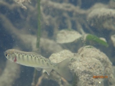 Juvenile Chinook salmon in clear creek 1 photo
