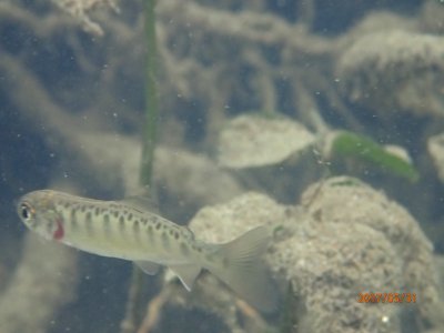 Juvenile Chinook salmon in clear creek 1