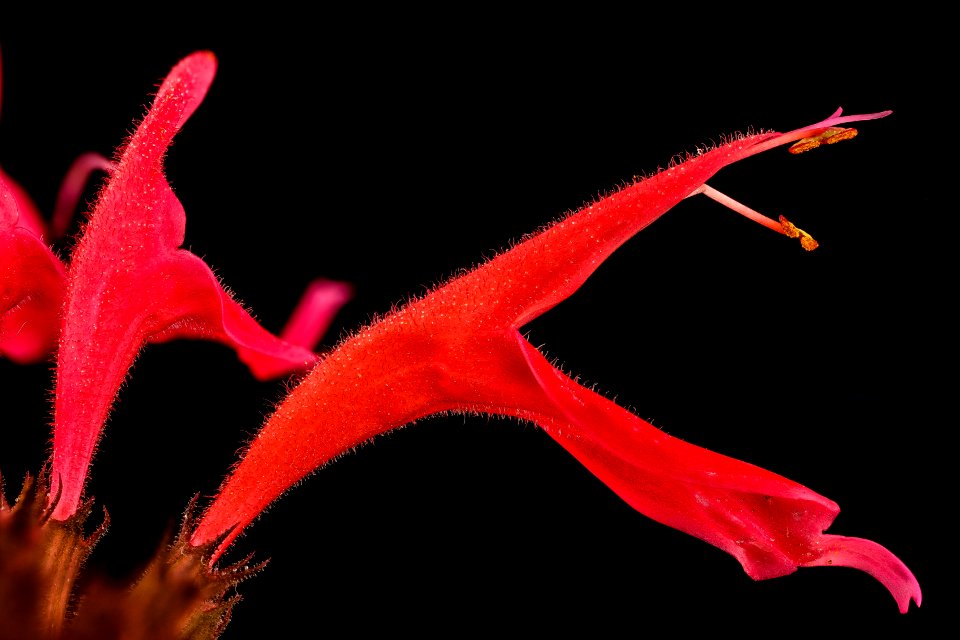 Monarda didyma 2, Beebalm, Howard County, MD, Helen Lowe Metzman 2017-07-25-14.39