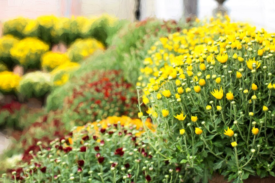 Autumn chrysanthemum colorful