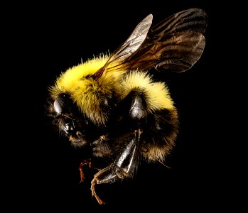 Bombus perplexus, f, left side, Centre Co., PA 2016-10-20-10.33
