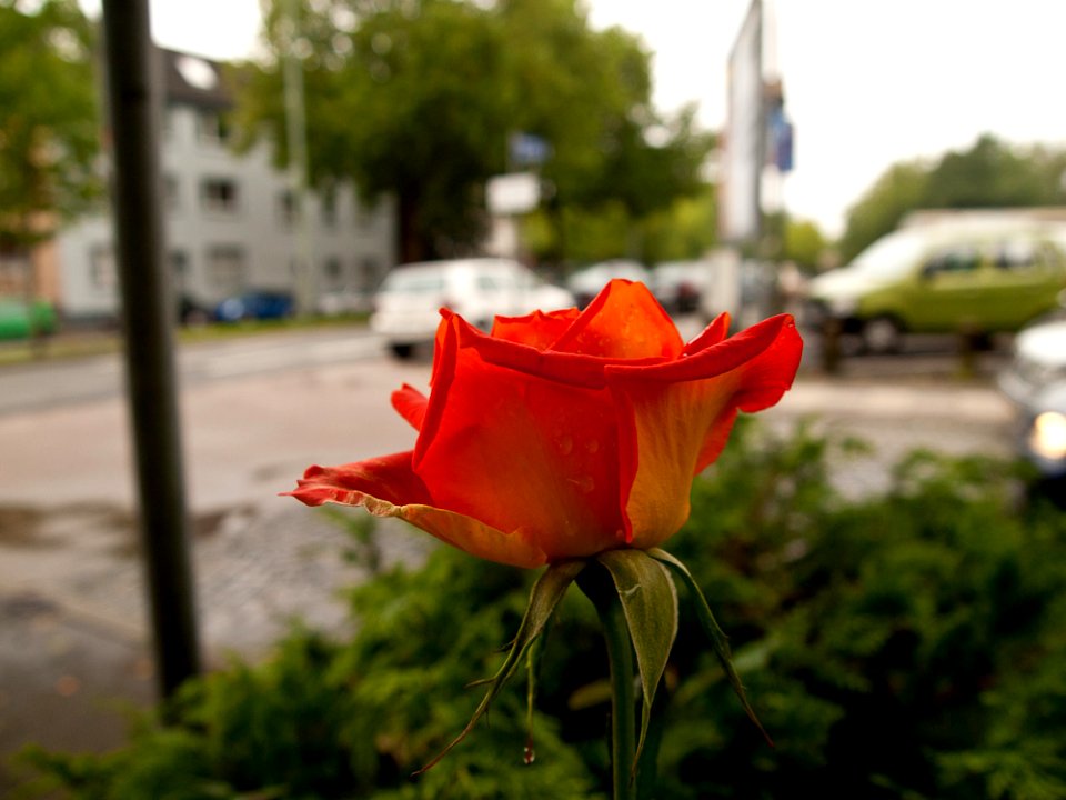 Rose am Straßenrand