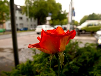 Rose am Straßenrand
