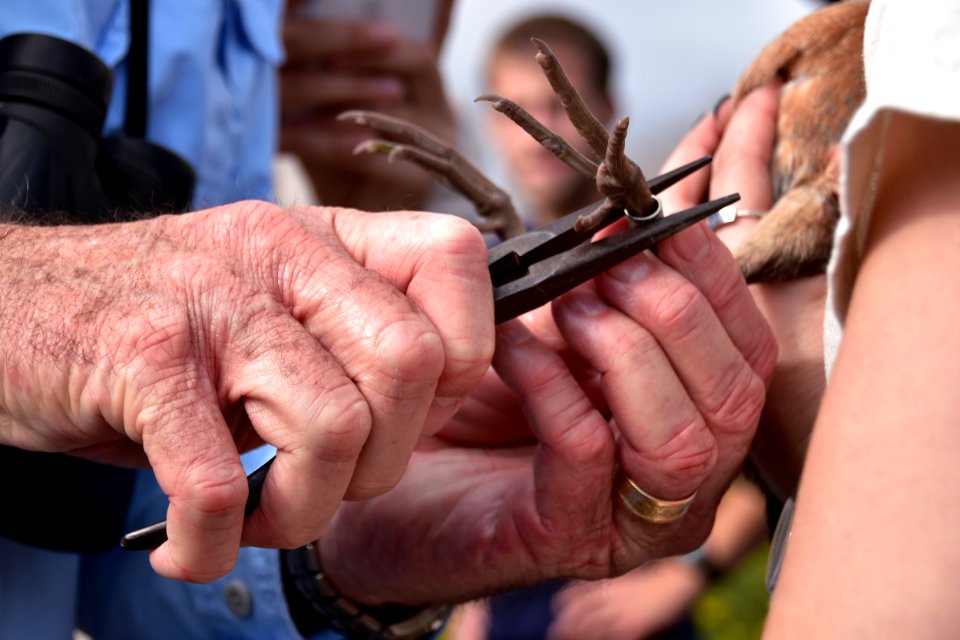Ridgway's rail release, Batiquitos Lagoon, CA