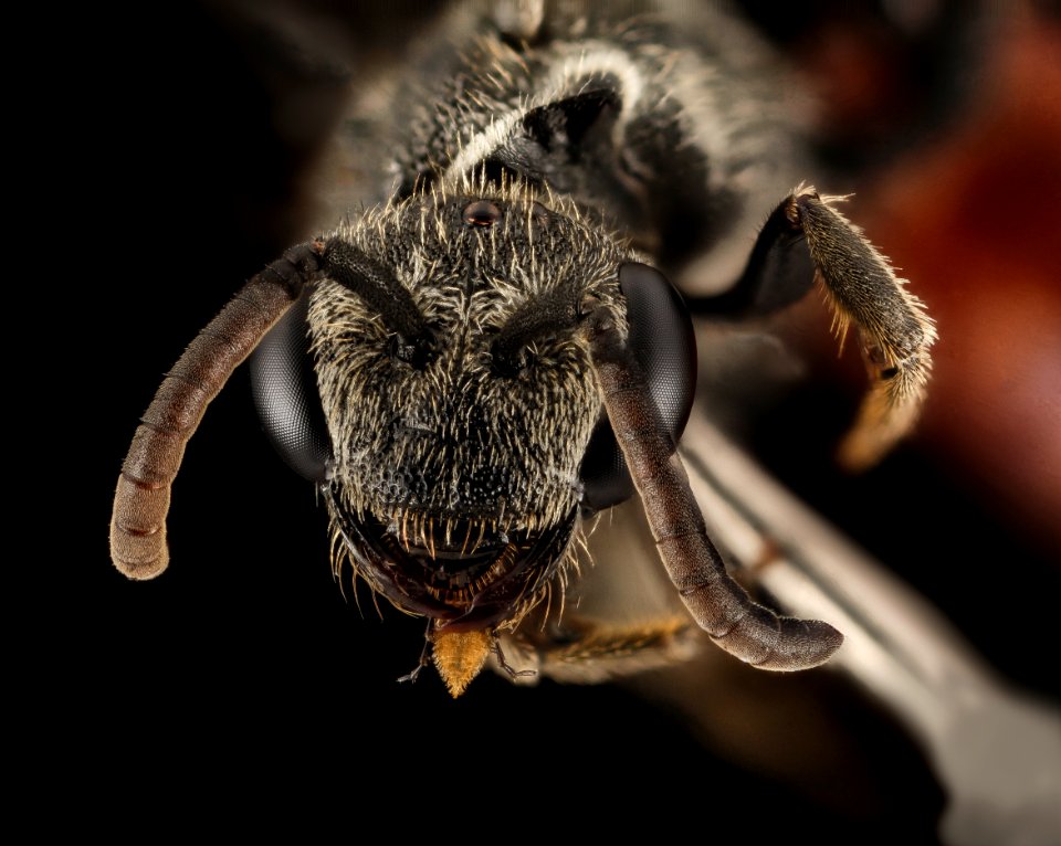 Sphecodes ranunculi, F, Face, NY, Vipers Boscoss Roadside 2014-08-22-19.44