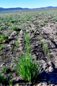 Seeded native grasses emerge in drill rows on the Martin Fire