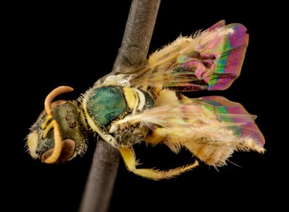 Nomioides, bee tiny pretty wing, f, kyrgystan, angle 2014-08-10-09.12.02 ZS PMax photo