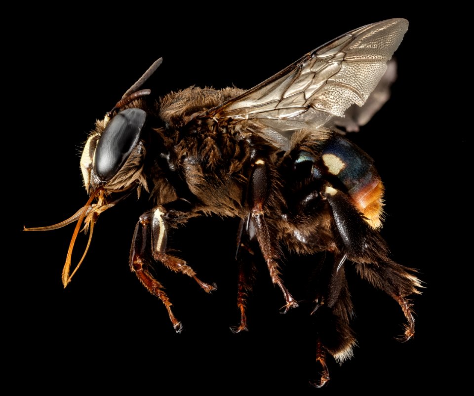 Centris haemorrhoidalis, M, Side, Puerto Rico, Yauco 2014-09-23-17.01