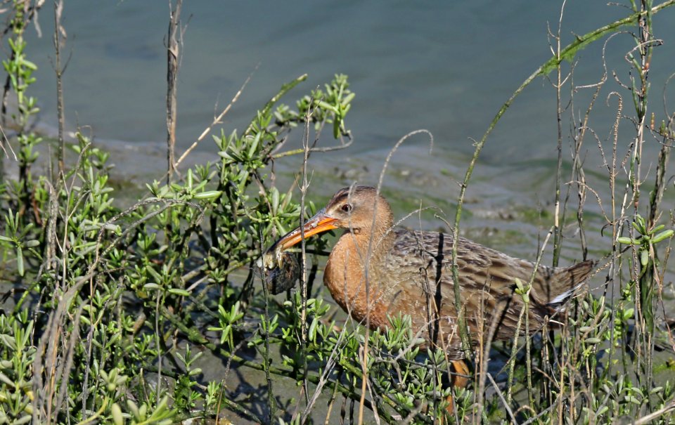 Federally endangered Ridgway's rail feasts on crab