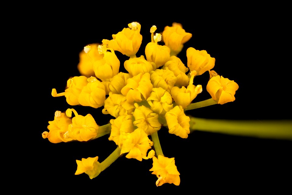 Zizia aurea, 3, Golden Alexanders, Howard County, Md,  2018-05-18-00.18.50 ZS