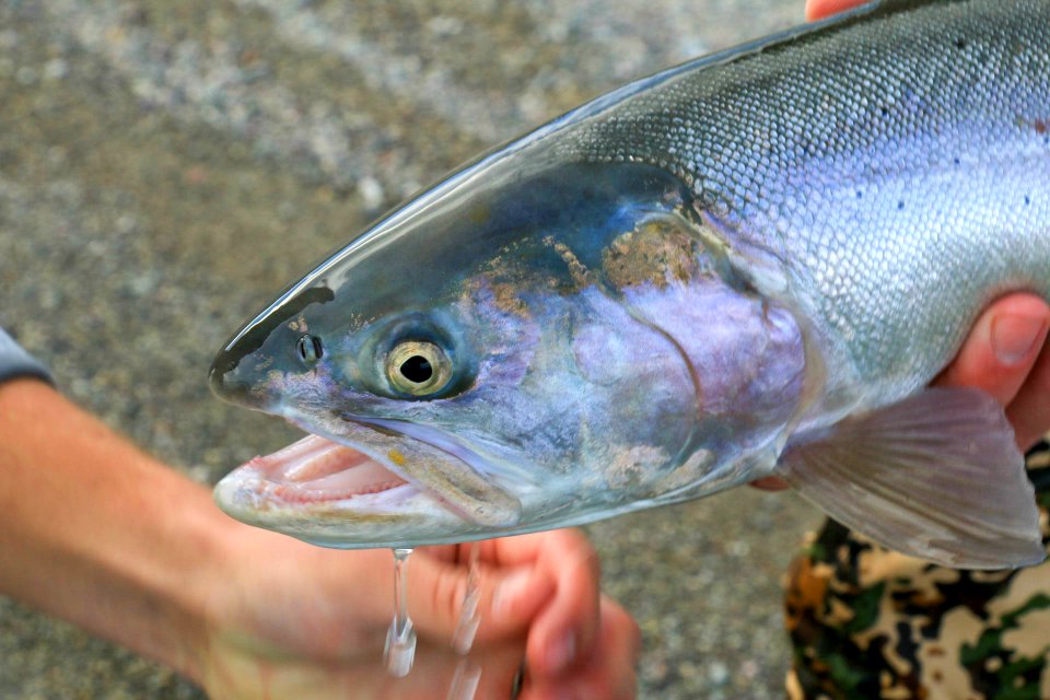 Lahontan cutthroat trout