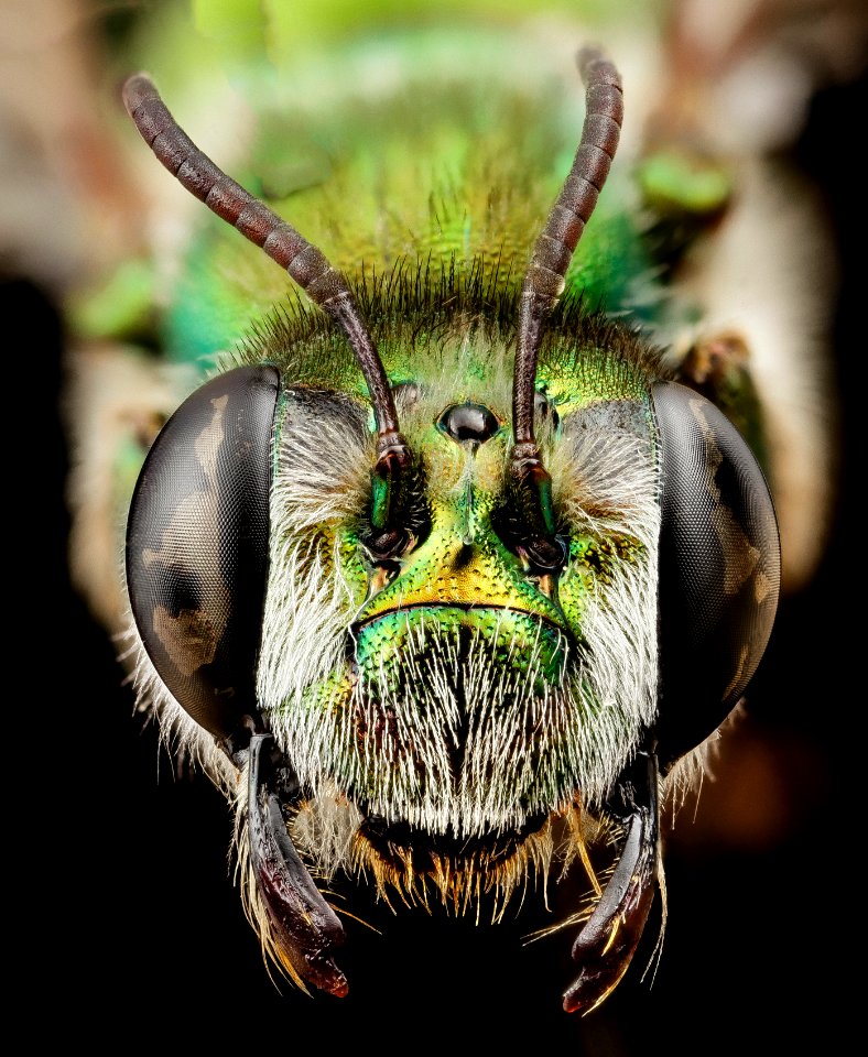 Ctenocolletes smaragdinus, f, australia, face 2014-08-08-13.48.25 ZS PMax