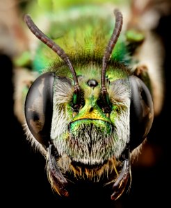 Ctenocolletes smaragdinus, f, australia, face 2014-08-08-13.48.25 ZS PMax