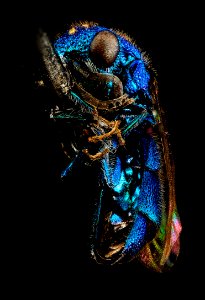 Caenochrysis doriae, U, Face, MD, Baltimore County 2014-03-11-16.08.45 ZS PMax photo