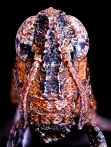 grasshopper face jade 9.16.20 2020-09-16-18.17.18 ZS PMax UDR photo