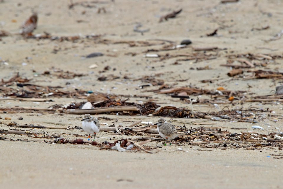 Western snowy plover chick photo
