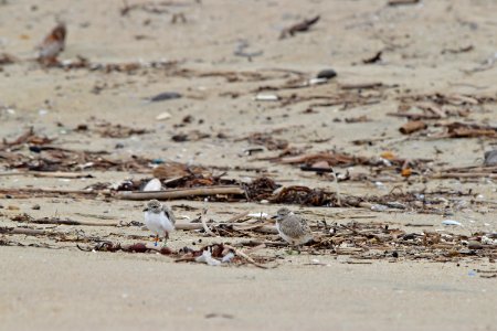 Western snowy plover chick
