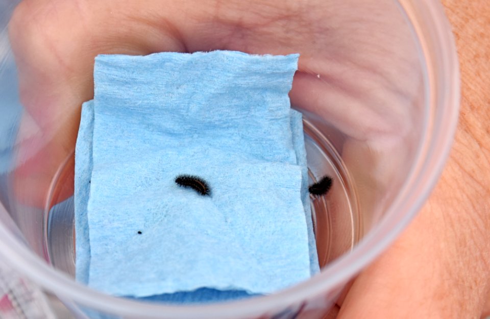 Quino checkerspot larva reared at the San Diego Zoo