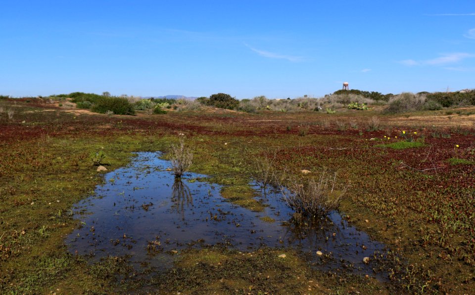 Vernal pool on Camp Pendleton