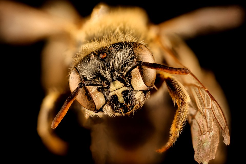 Calliopsis coloradensis, f, face, Jackson Co., SD 2018-07-13-18.17