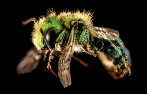 Osmia species, m, side, bright green, San Francisco, CA 2016-05-04-17.20 photo