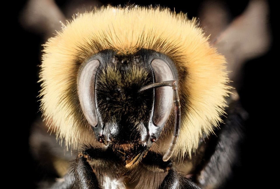 Bombus rufocinctus,F, face, Park County WY 2014-01-16-09.52