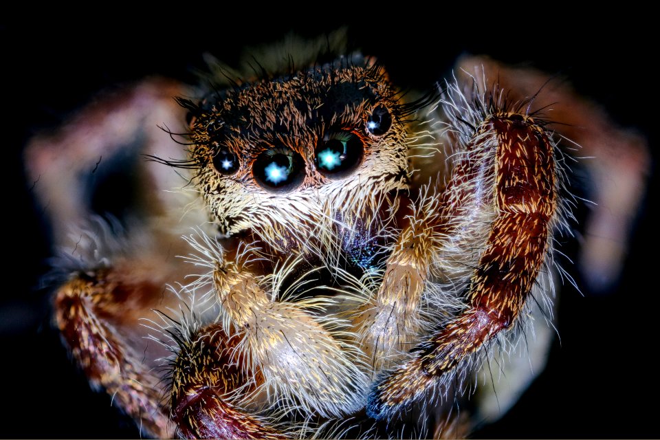 fuzzy spider jade 9.16.20 2020-09-16-18.22.13 ZS PMax UDR