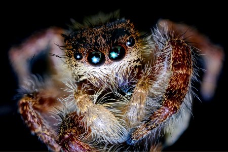 fuzzy spider jade 9.16.20 2020-09-16-18.22.13 ZS PMax UDR