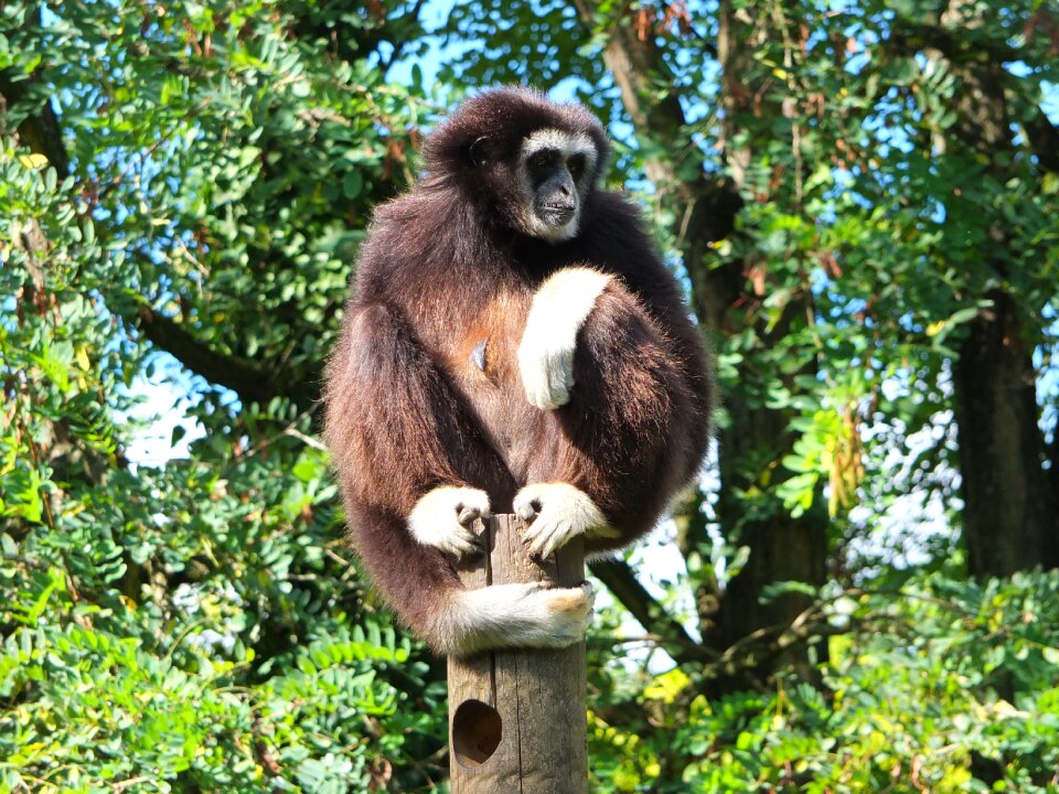 Gibbon gibbon white hands ape