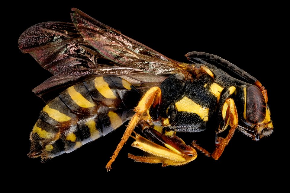Nomada graenicheri, f, right, Buckingham Co., VA 2018-06-20-17.35.14 ZS PMax UDR