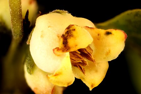 Diospyros virginiana, Persimmon staminate flower close-up, Howard County, MD, Helen Lowe Metmzn 2017-06-09-12.45