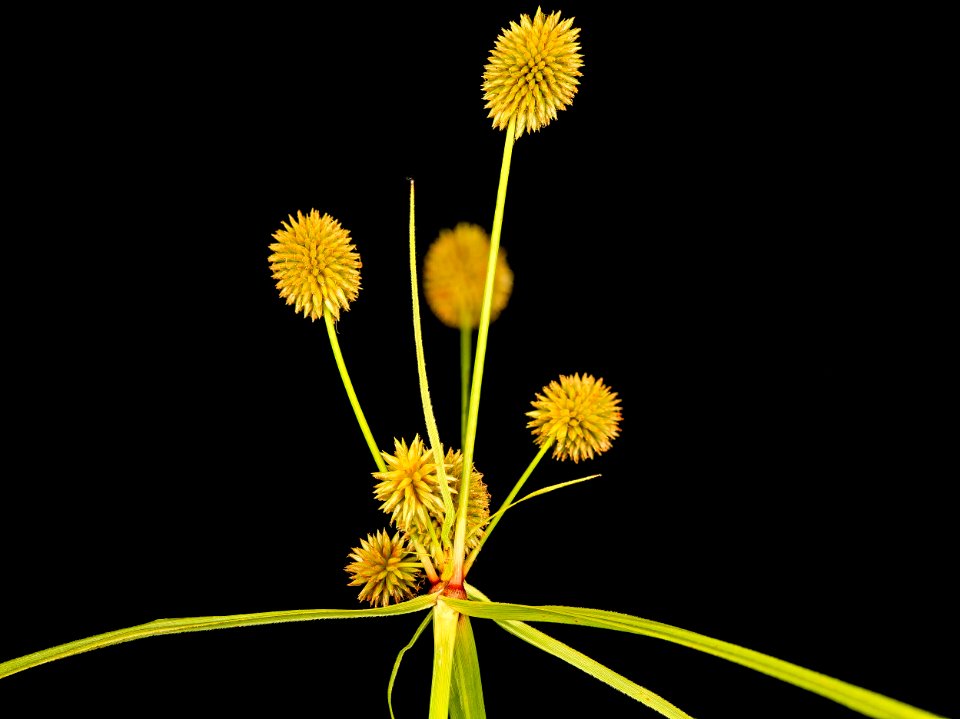 sedge, MD, PG County 2013-08-20-17.17.25 ZS PMax photo