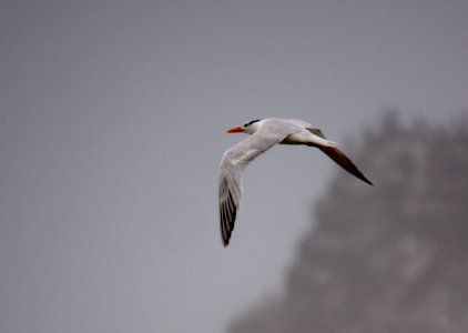 TERN, ROYAL (7-29-07) -06 photo