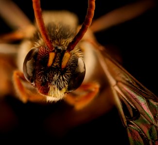 Nomada near pygmaea, gynandromorph, face, A.A Co., MD 2019-03-20-12.14.11 ZS PMax UDR