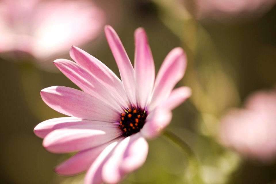 Blumen gehen immer
