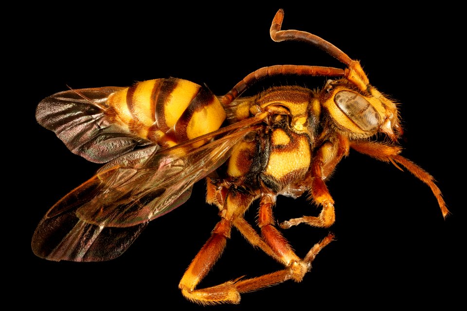 Nomada fragariae, F, Side, MD, PG County 2015-09-01-15.06.11 ZS PMax UDR