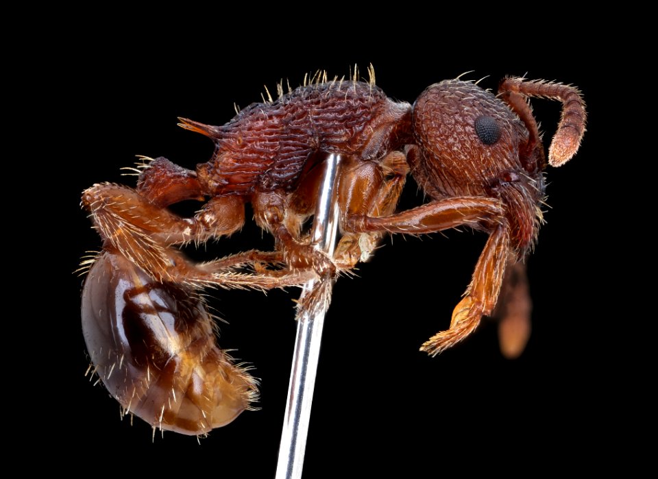 Miscellaneous ant, left, MAGLEV 2020-08-12-18.42.58 ZS PMax UDR
