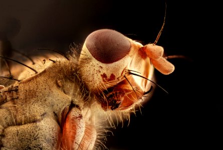 Fly, upper marlboro 2016-10-23-19.16